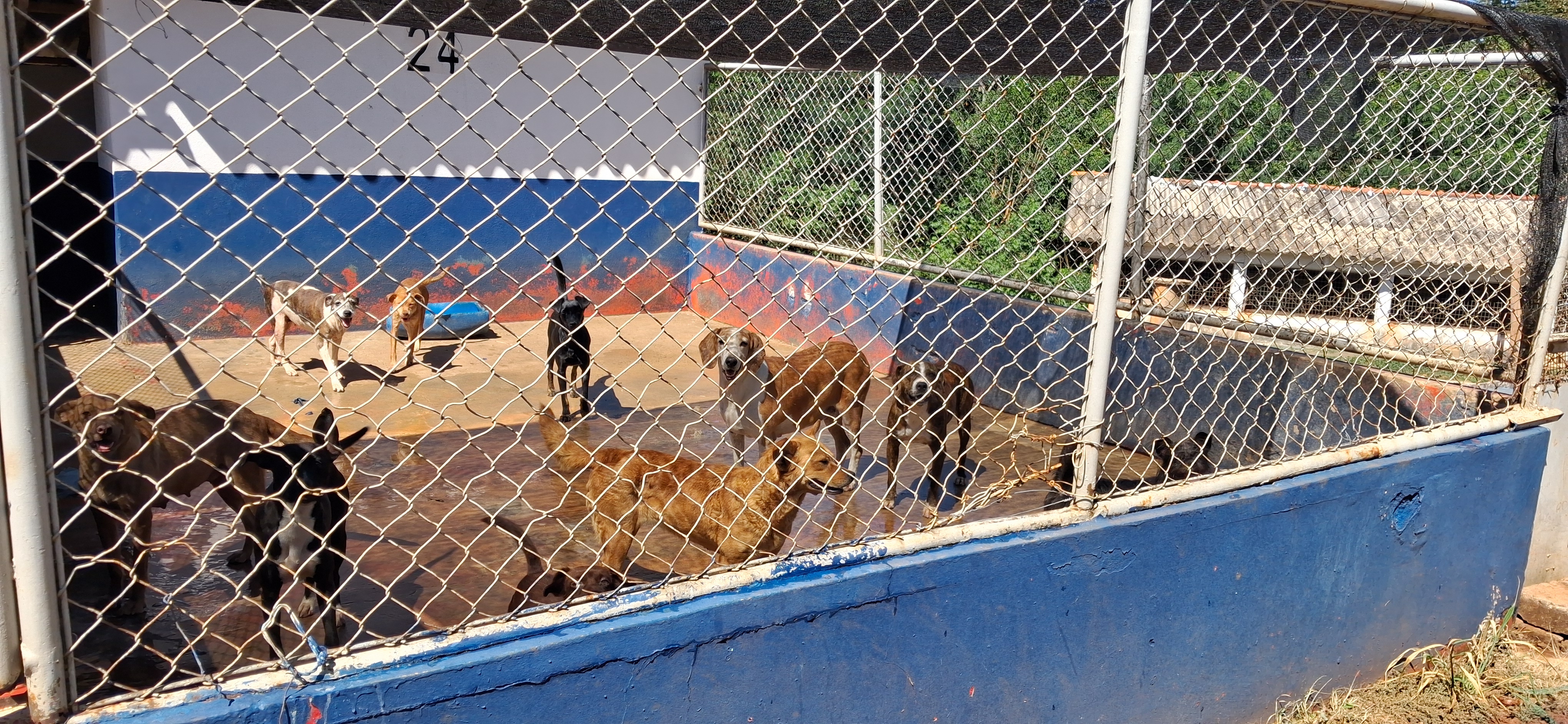 Cemsa adota cuidado humanizado com animais em Apucarana