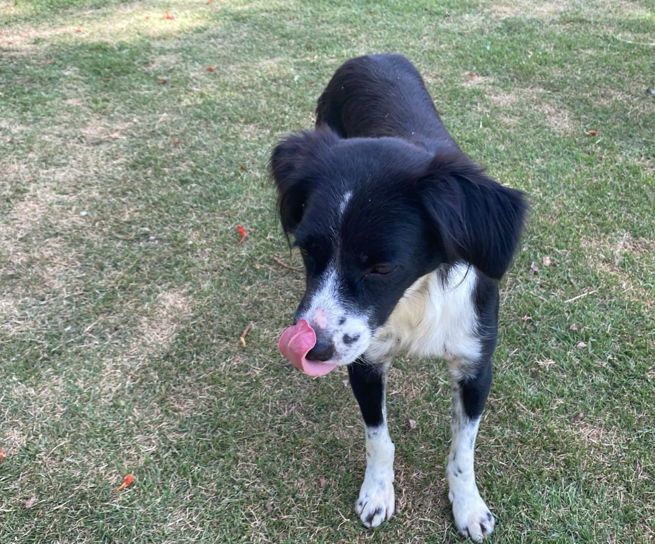 Cemsa adota cuidado humanizado com animais em Apucarana