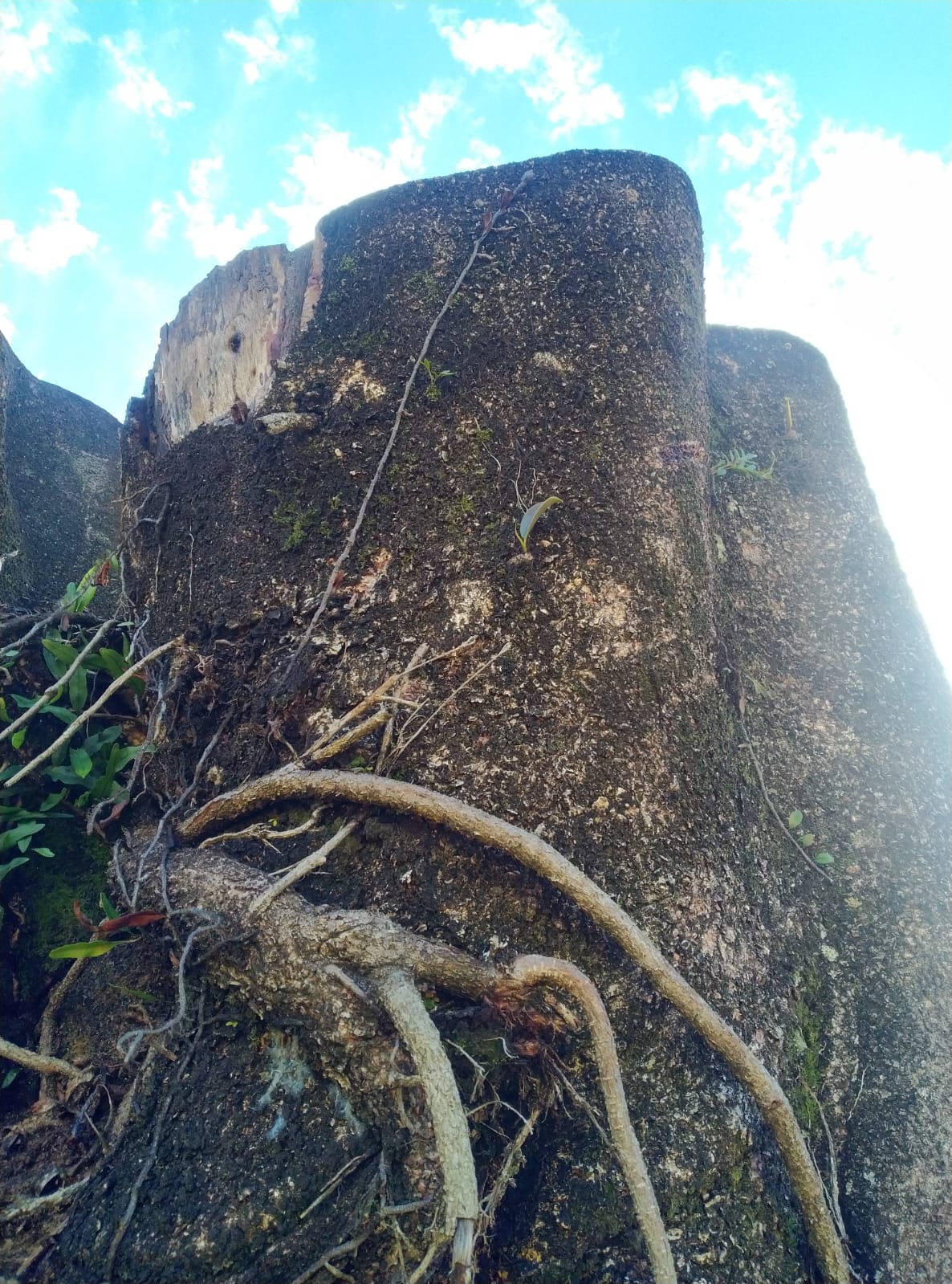 Josilene decidiu levar a árvore para sua propriedade dois dias após a queda