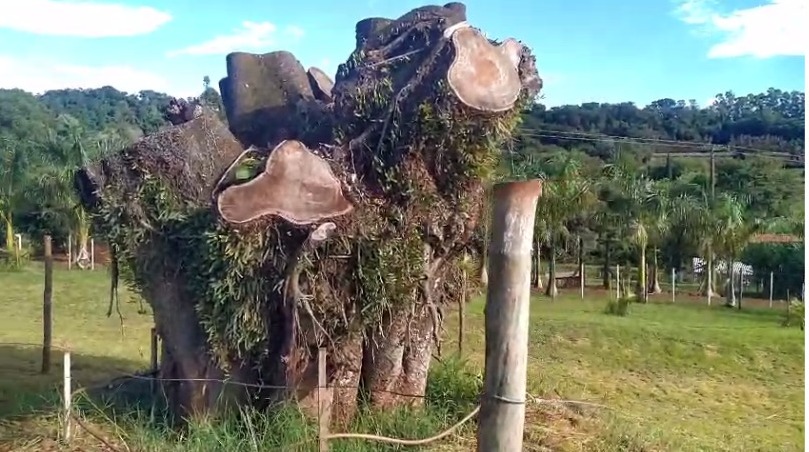 O exemplar, que agora começa a soltar os primeiros brotos, faz parte da memória afetiva de muitos moradores da região.