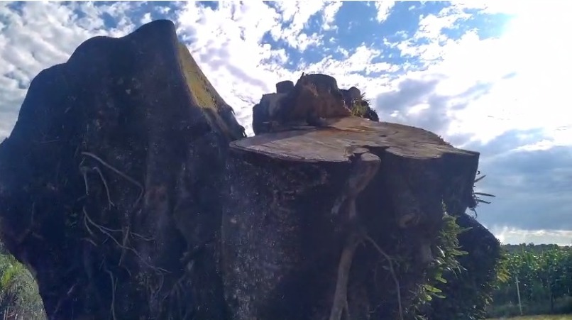 Para cuidar dessa 'gigante' é utilizado adubos e produtos contra fungos.