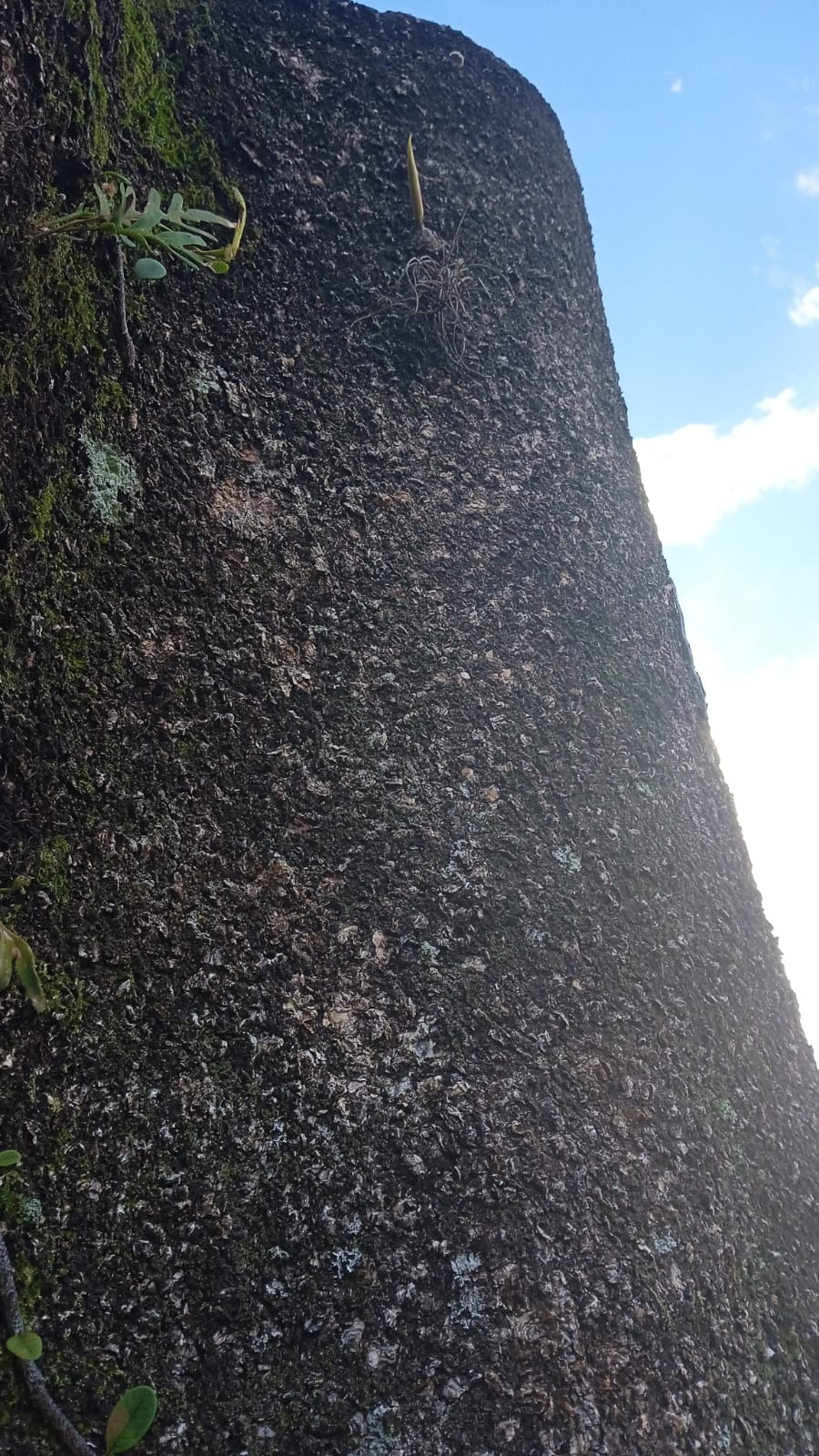 Para garantir a sobrevivência da árvore, foi montado um sistema de irrigação por gotejamento que funciona 24 horas.