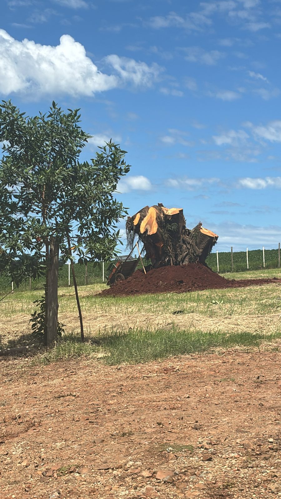Primeiro dia da árvore replantada em seu 'novo lar'.