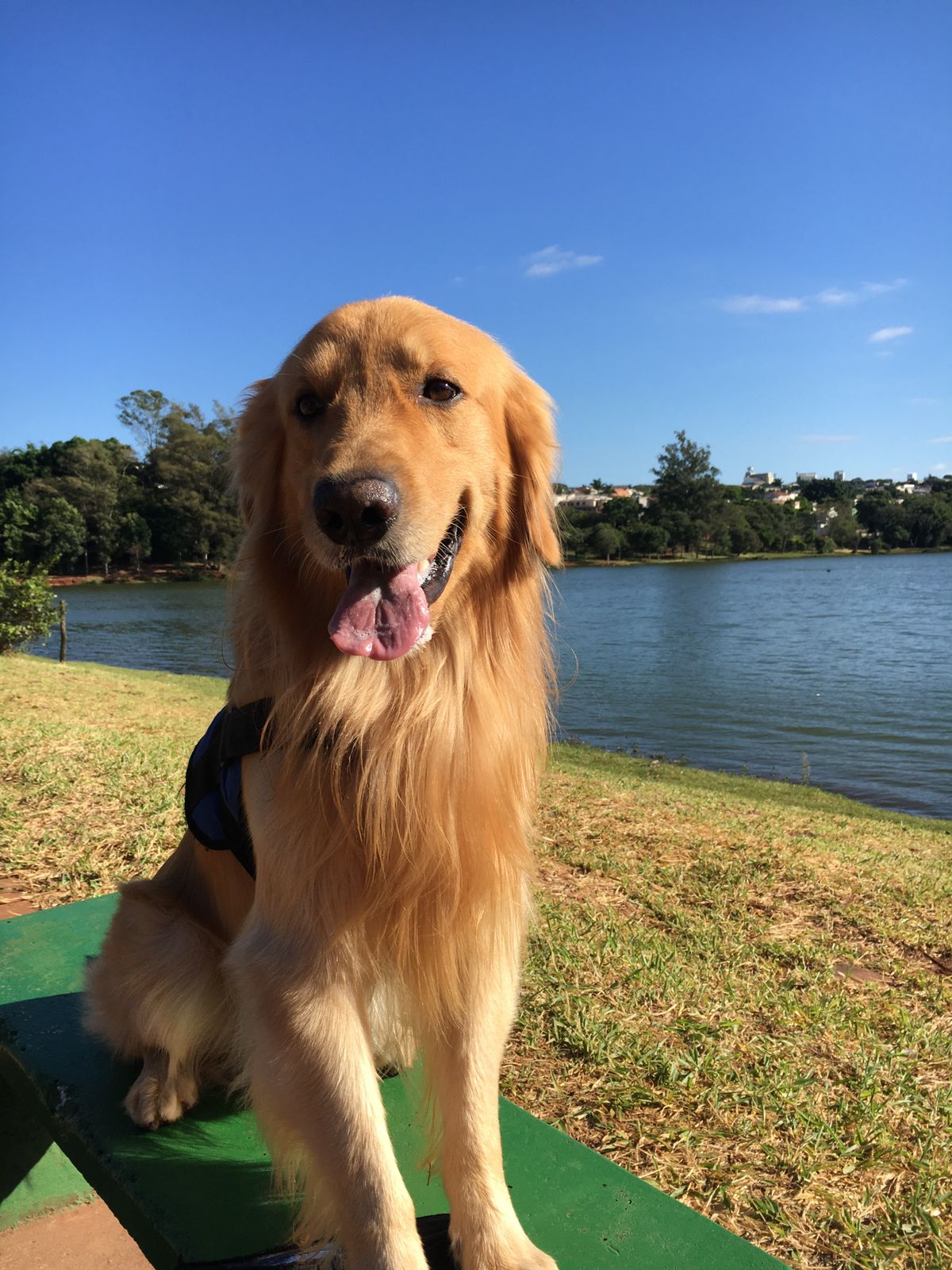 Morte de cachorro famoso em Apucarana gera comoção