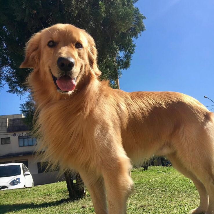 Morte de cachorro famoso em Apucarana gera comoção