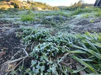 Apucarana amanhece com geada e sensação térmica de 0 ºC; veja fotos