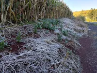 Apucarana amanhece com geada e sensação térmica de 0 ºC; veja fotos