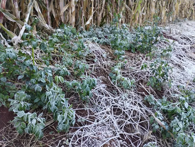 Apucarana amanhece com geada e sensação térmica de 0 ºC; veja fotos