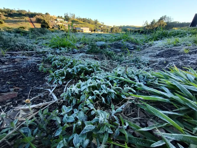 Apucarana amanhece com geada e sensação térmica de 0 ºC; veja fotos