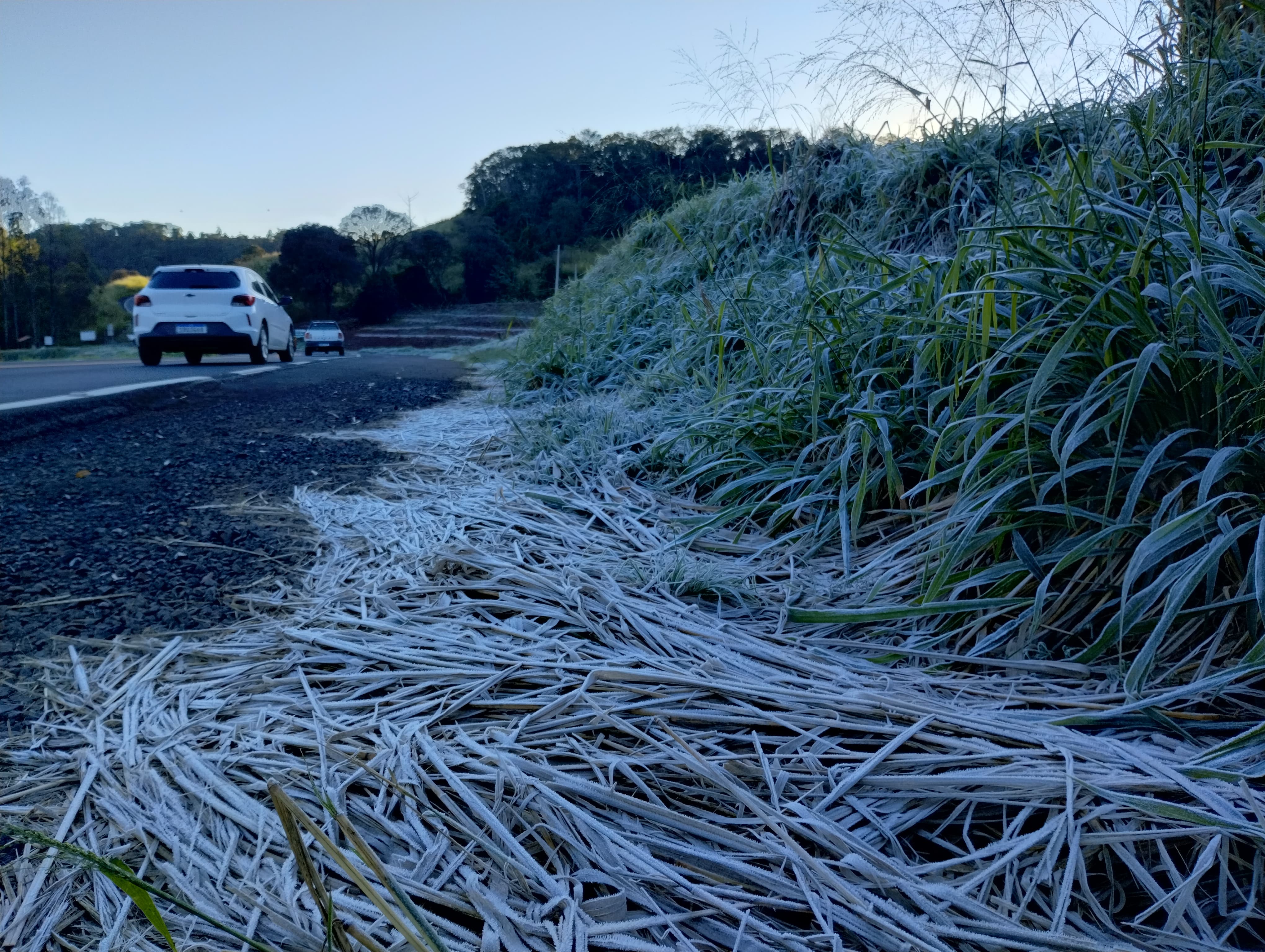 Apucarana amanhece com geada e sensação térmica de 0 ºC; veja fotos