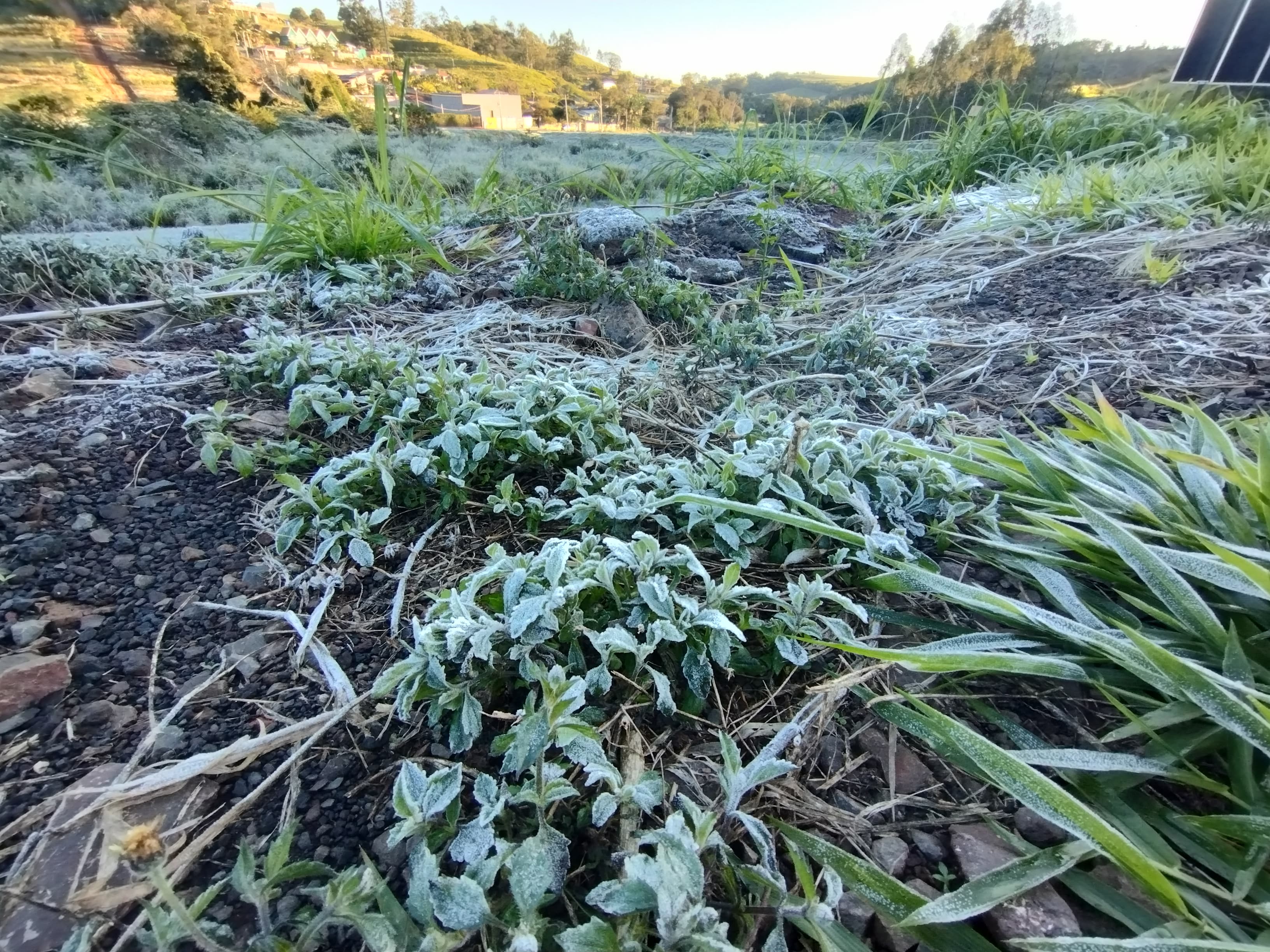 Apucarana amanhece com geada e sensação térmica de 0 ºC; veja fotos