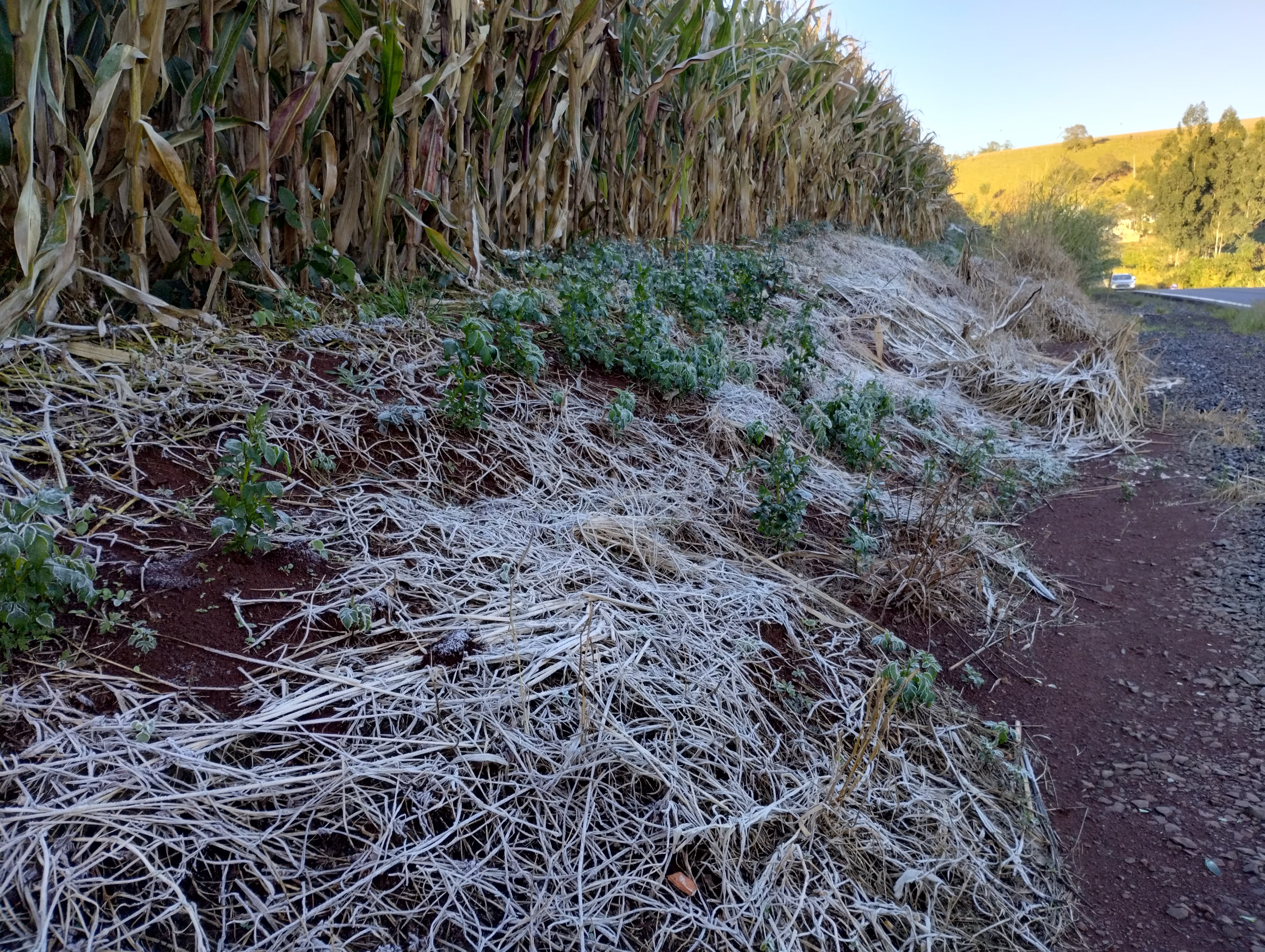 Apucarana amanhece com geada e sensação térmica de 0 ºC; veja fotos