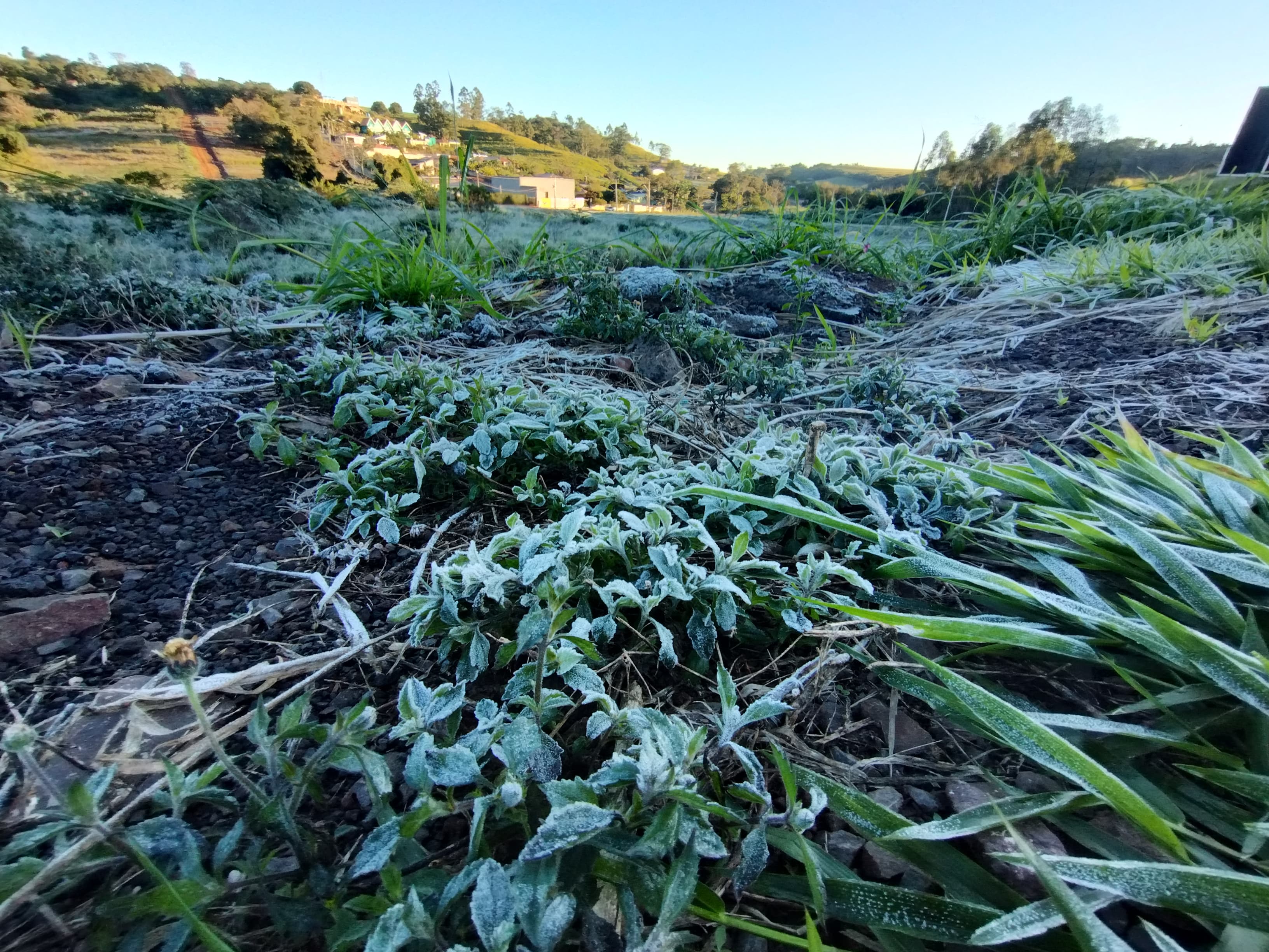 Apucarana amanhece com geada e sensação térmica de 0 ºC; veja fotos