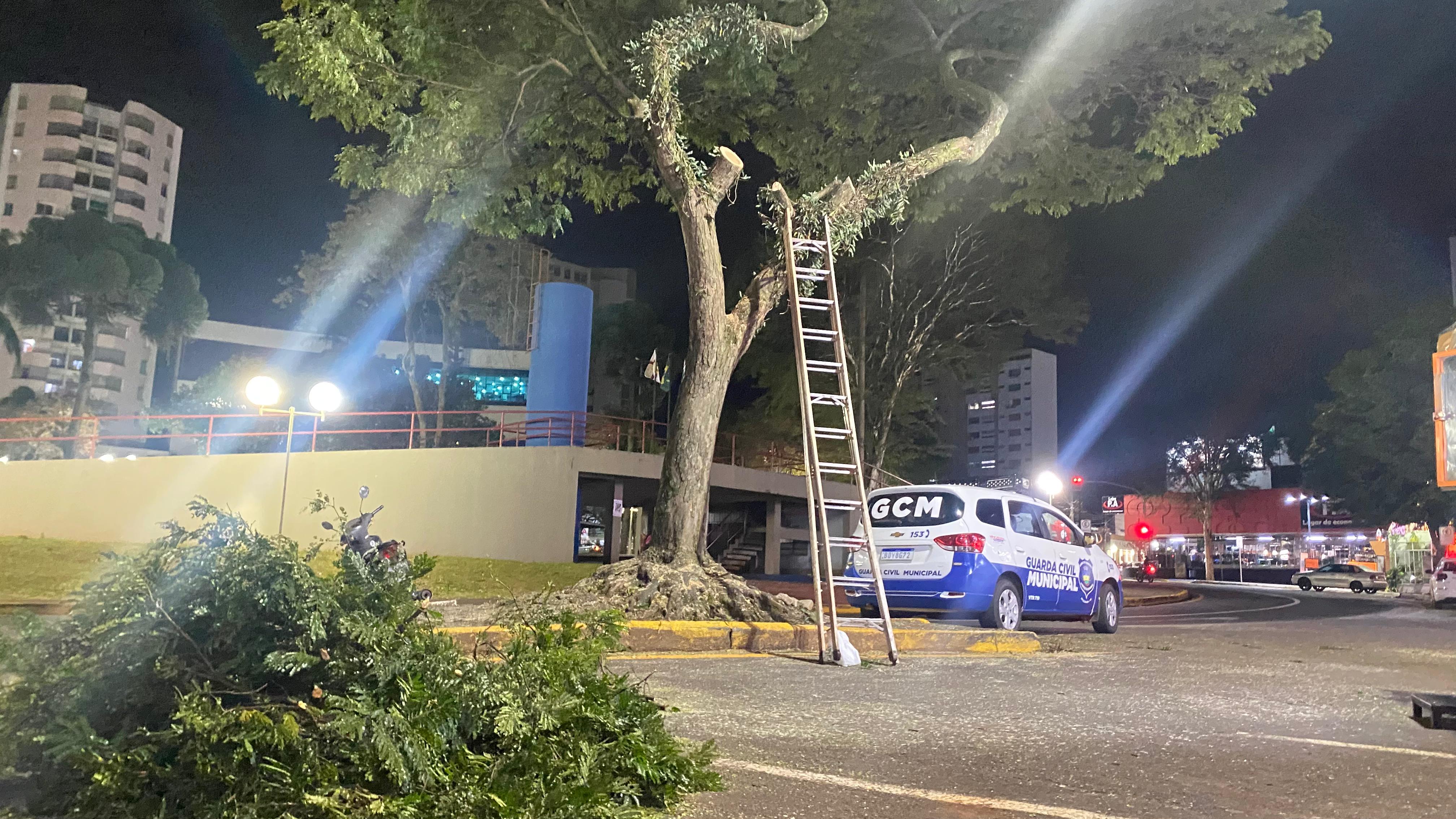 Alto volume de fezes de pássaros caindo sobre o local foi o motivo da poda, segundo o empreendedor