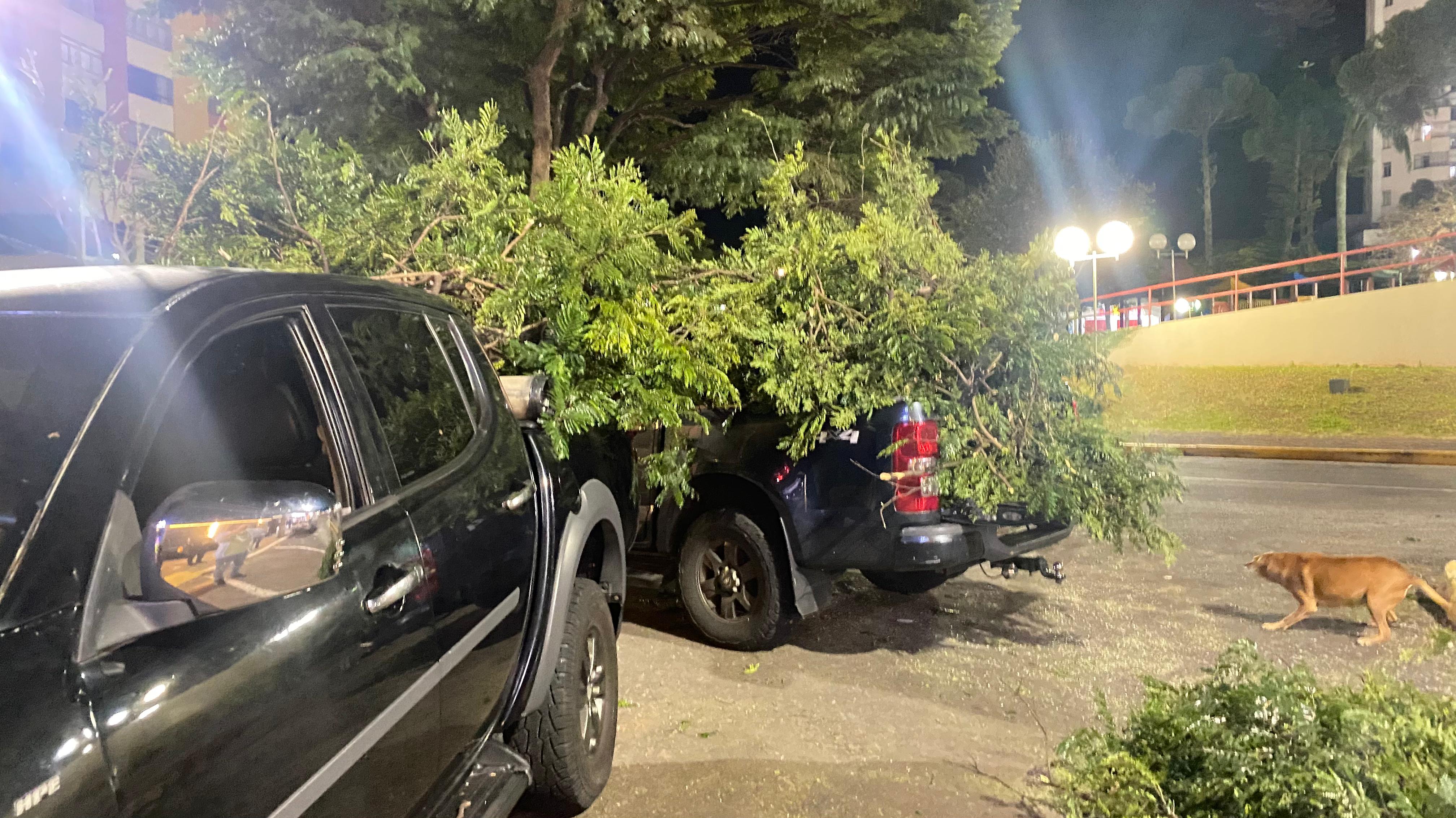 Após cortar os galhos, ele os colocou em dois veículos para dar uma destinação adequada aos dejetos