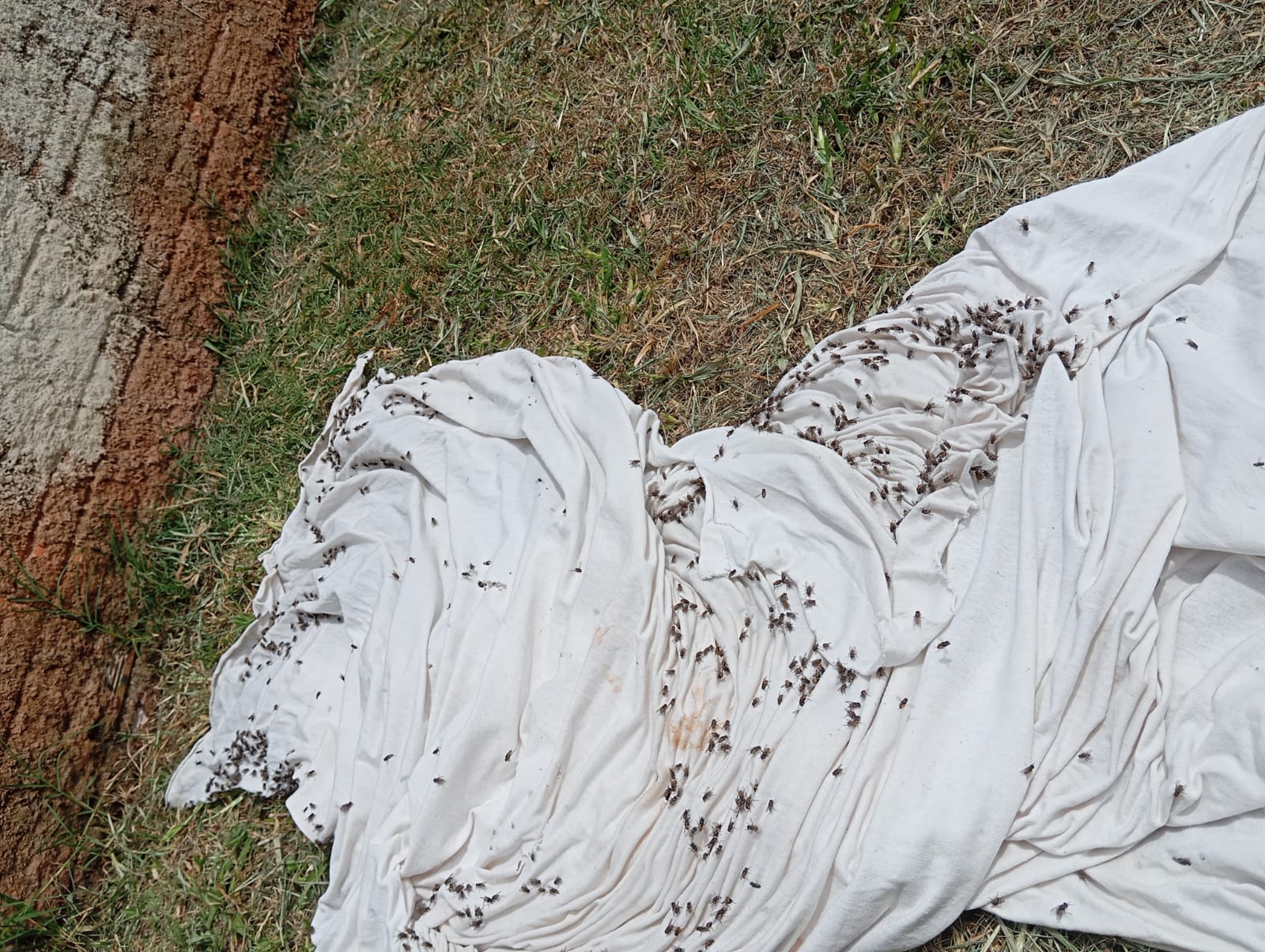 Moradores de Aricanduva protestam contra mau cheiro causado por granja