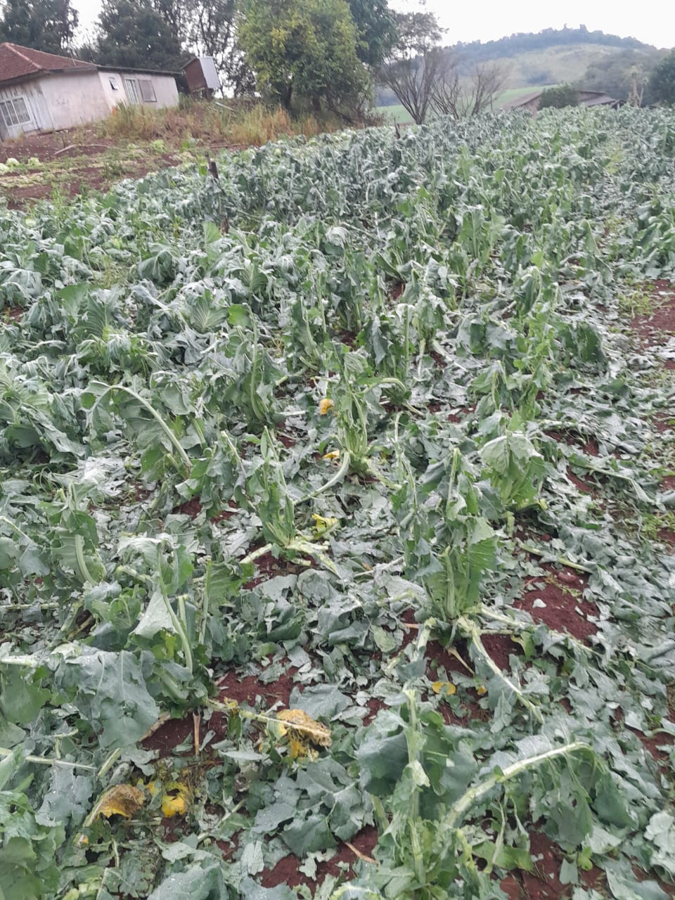 Temporal deixa rastros de destruição em Novo Itacolomi