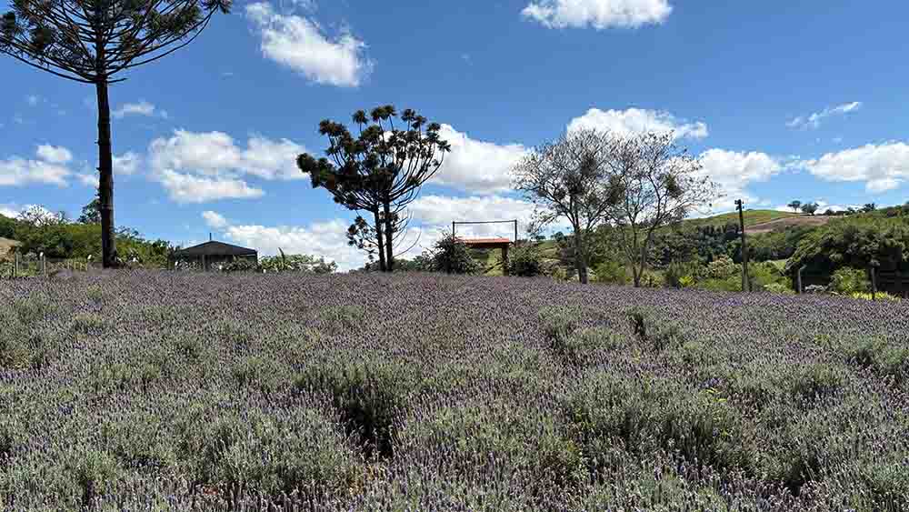Lavanda, rosas e mel são atração de turismo rural em Ivaiporã