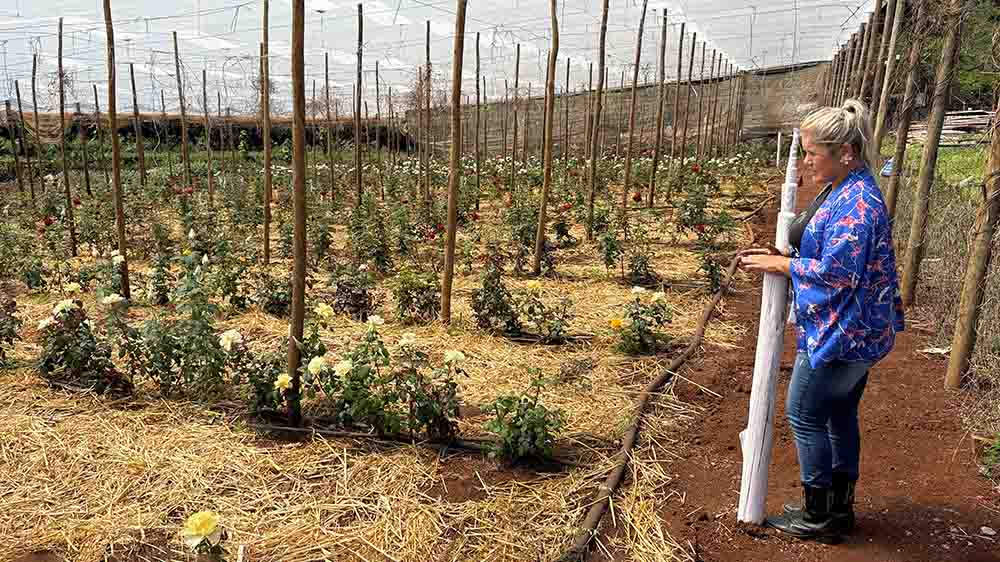 Lavanda, rosas e mel são atração de turismo rural em Ivaiporã