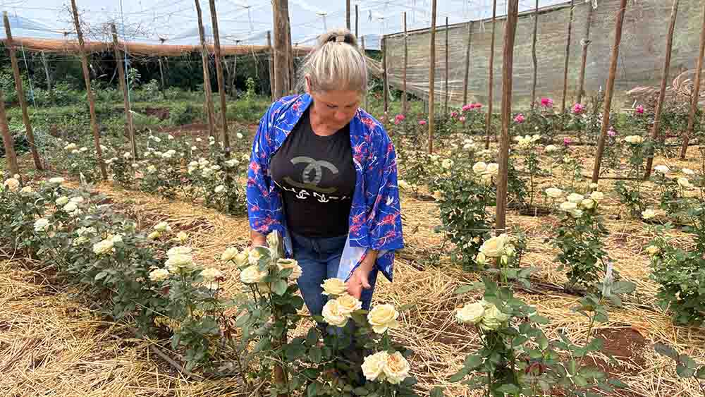 Lavanda, rosas e mel são atração de turismo rural em Ivaiporã