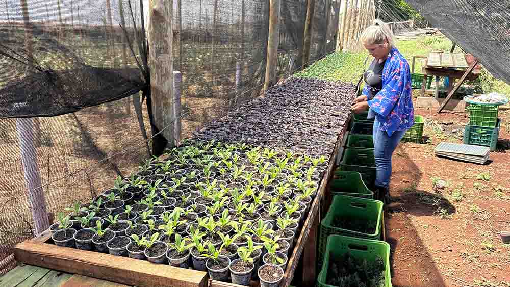 Lavanda, rosas e mel são atração de turismo rural em Ivaiporã