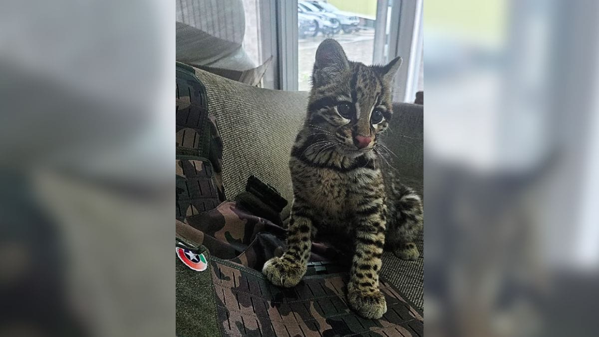 "Igual a gato": jaguatirica surpreende polícia em resgate em SC