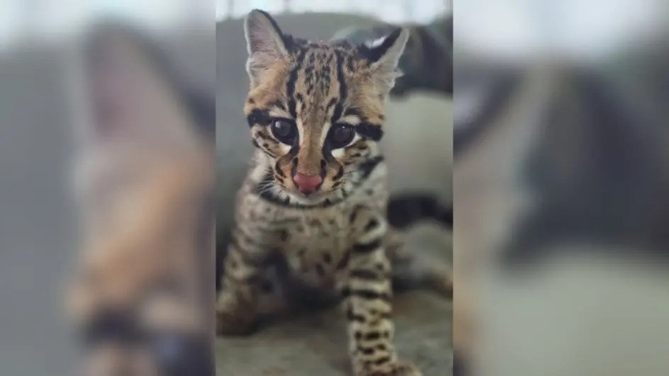 "Igual a gato": jaguatirica surpreende polícia em resgate em SC