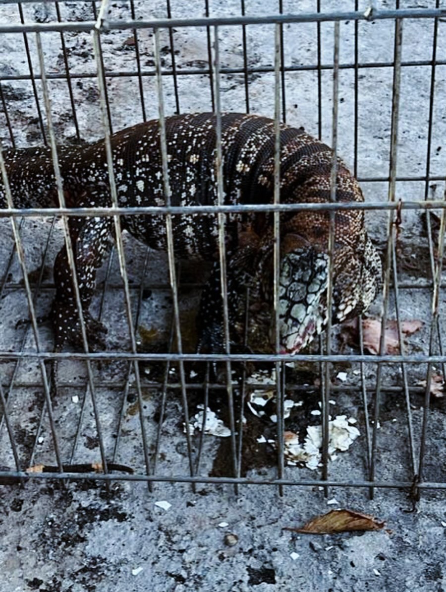 Oito lagartos são capturados no Condomínio dos Idoso em Arapongas