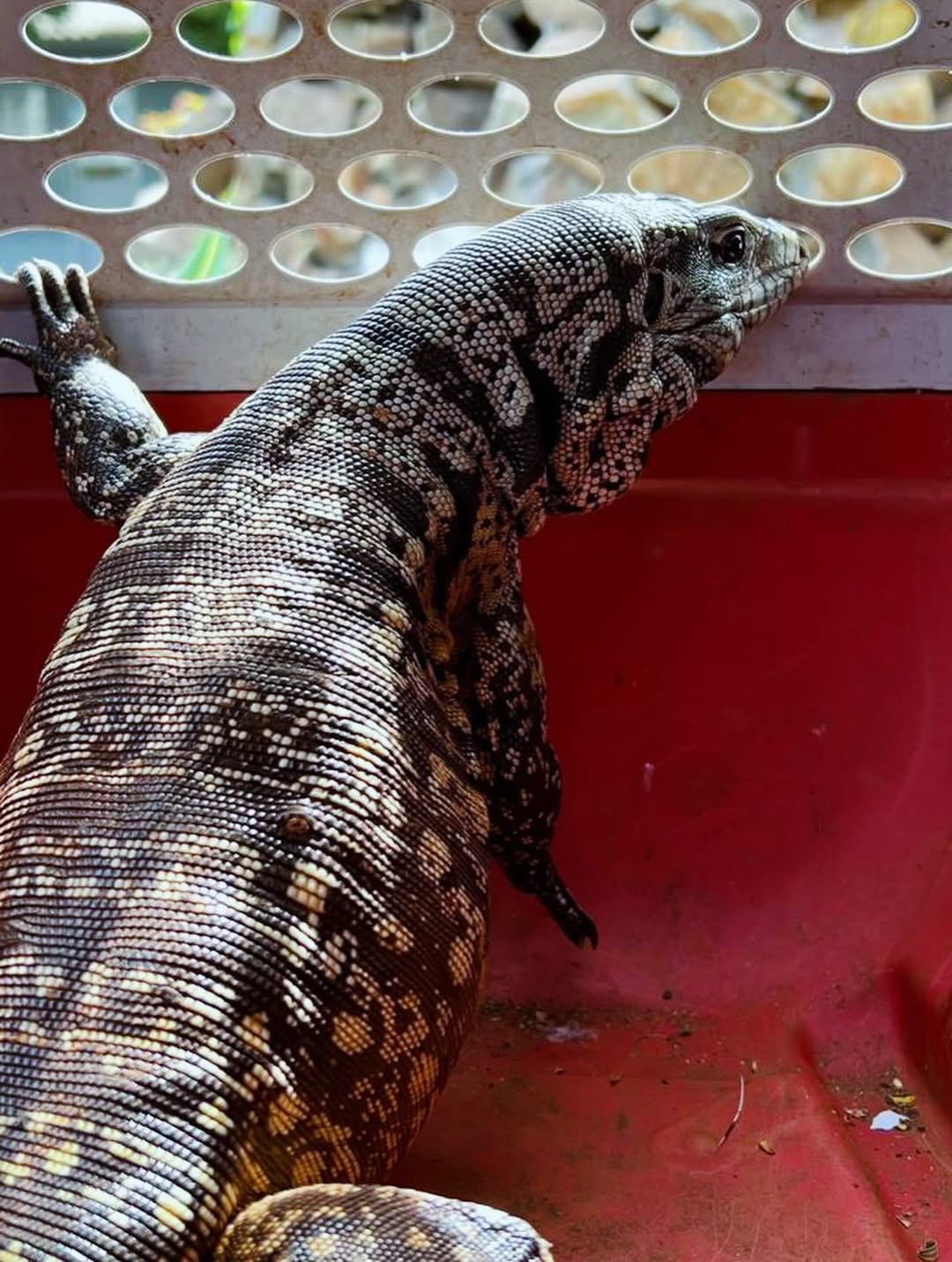 Oito lagartos são capturados no Condomínio dos Idoso em Arapongas