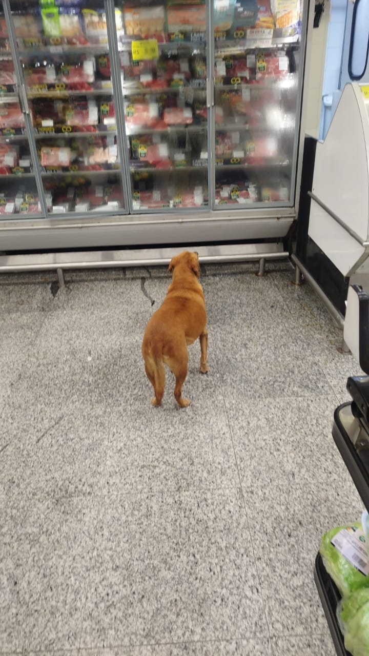 Vira-lata Juca conquista comerciantes e vira xodó no centro de Apucarana (PR)