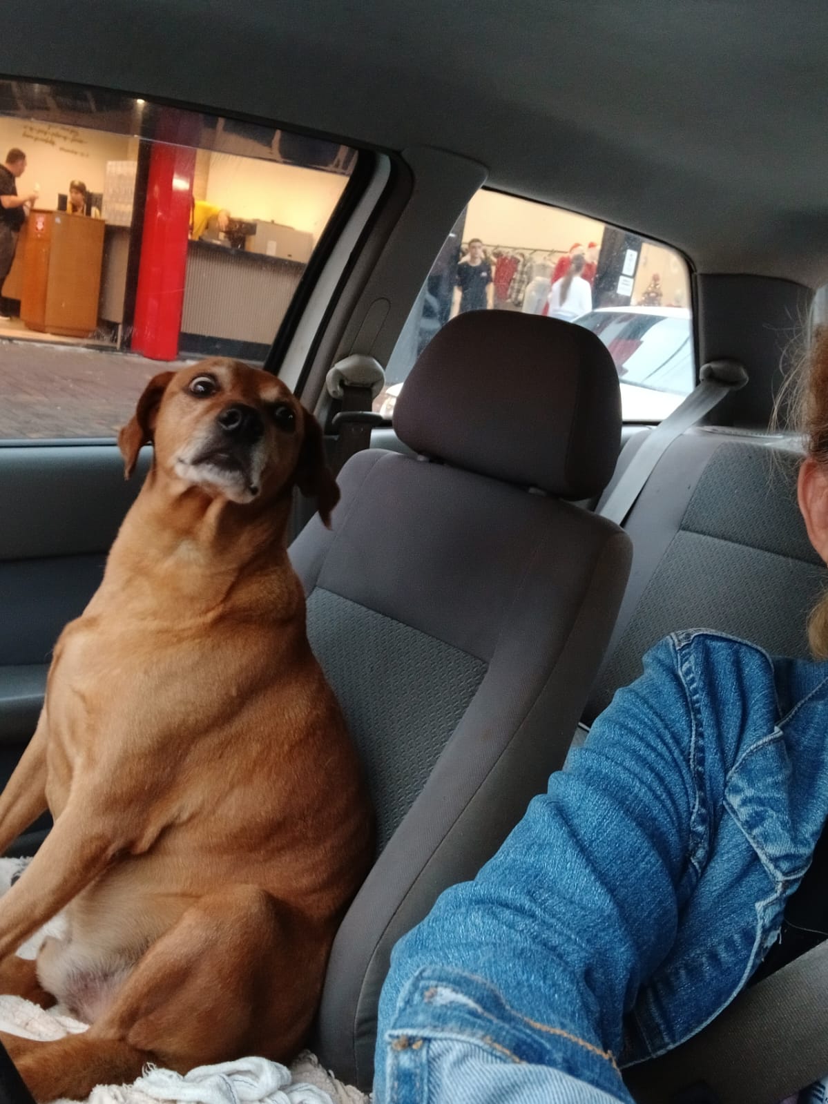 Vira-lata Juca conquista comerciantes e vira xodó no centro de Apucarana (PR)