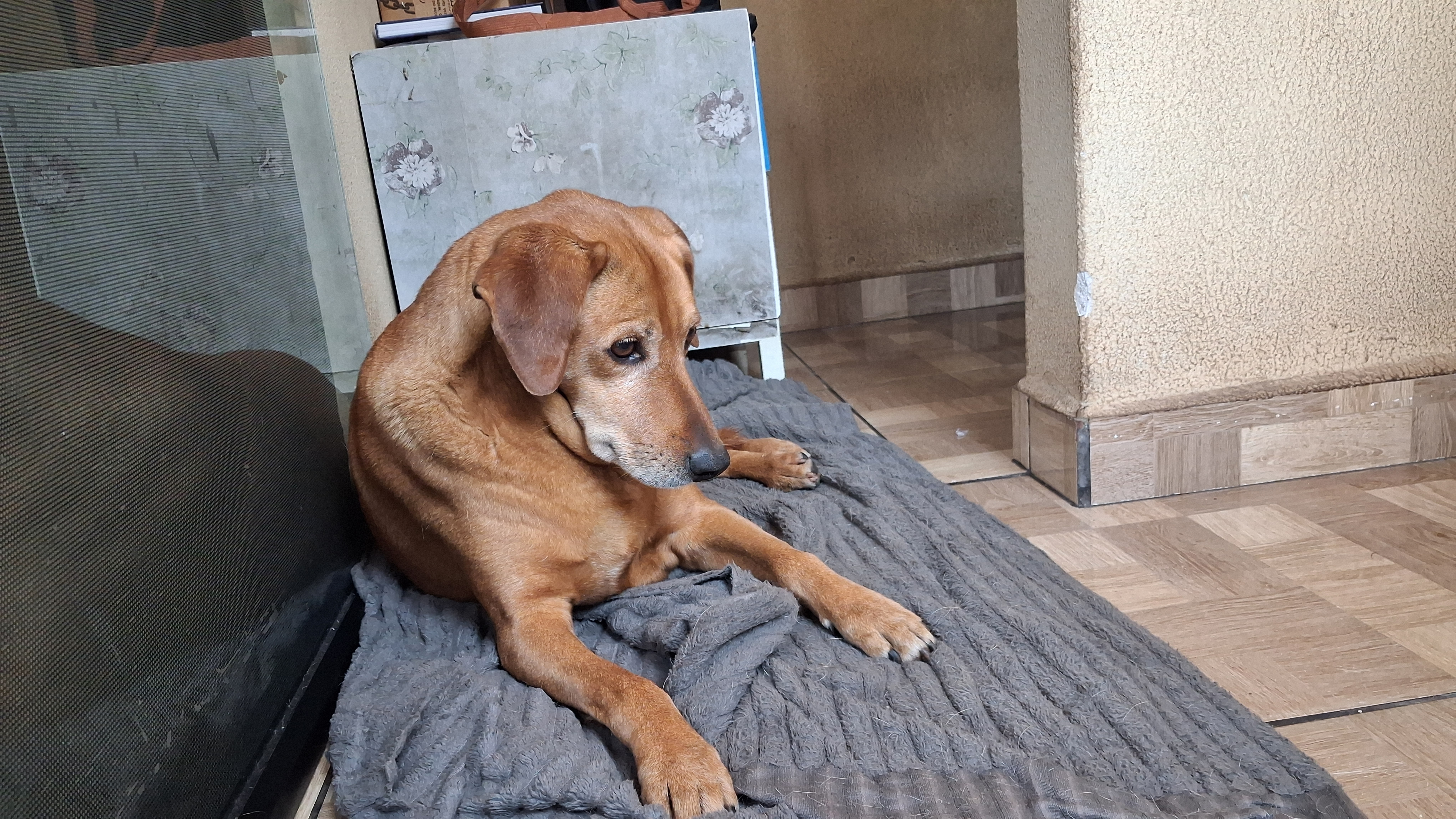 Vira-lata Juca conquista comerciantes e vira xodó no centro de Apucarana (PR)