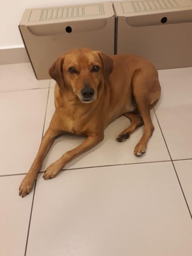 Vira-lata Juca conquista comerciantes e vira xodó no centro de Apucarana (PR)