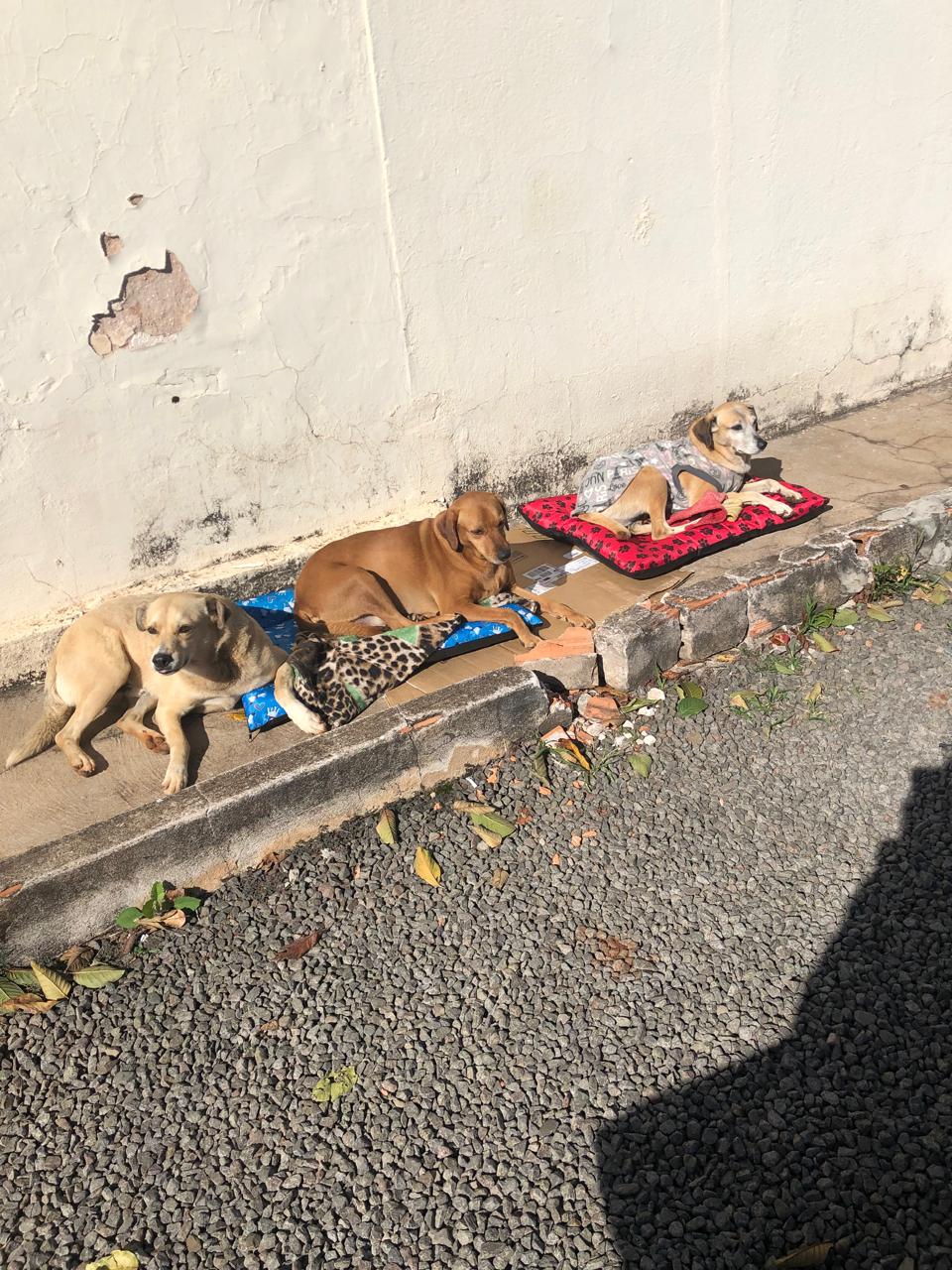 Vira-lata Juca conquista comerciantes e vira xodó no centro de Apucarana (PR)