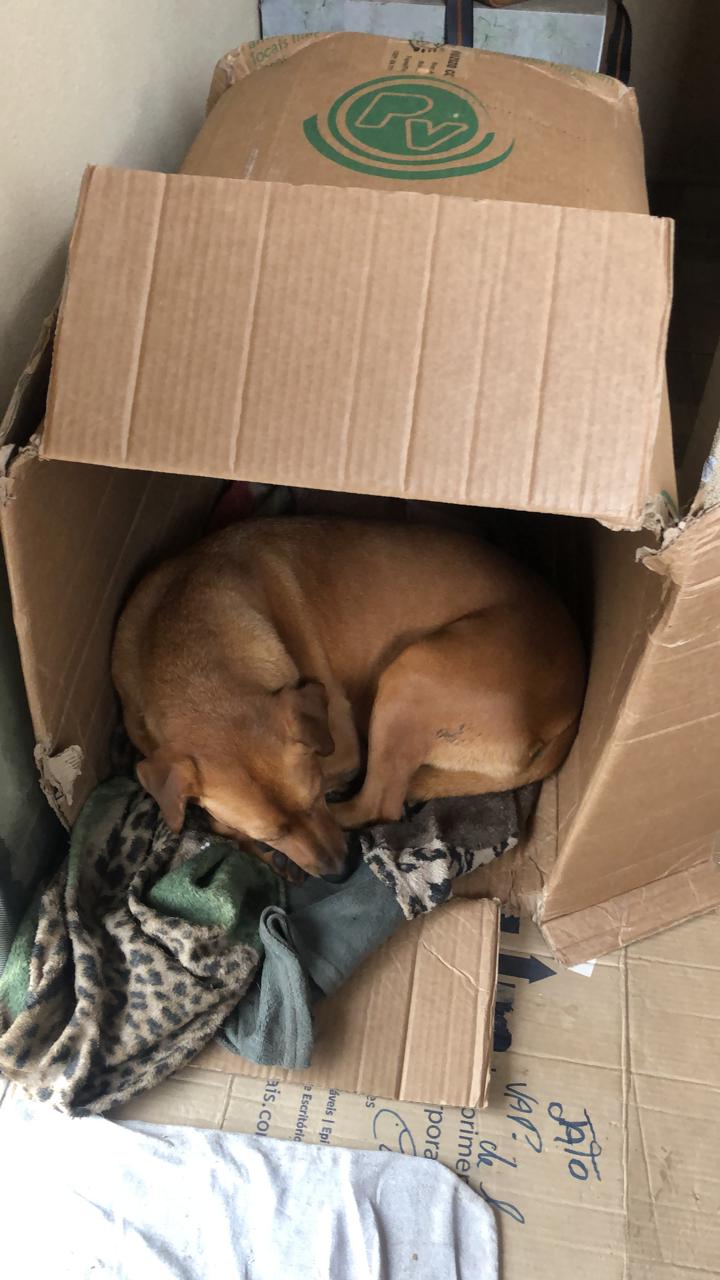 Vira-lata Juca conquista comerciantes e vira xodó no centro de Apucarana (PR)