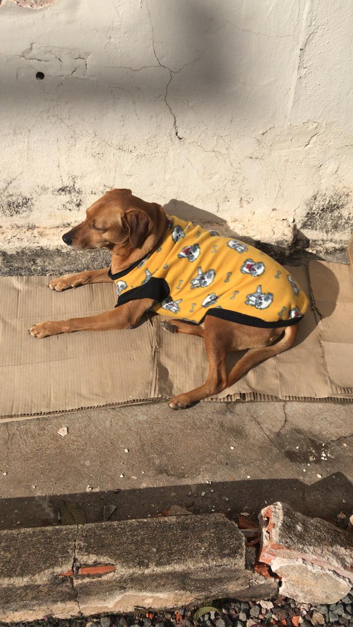 Vira-lata Juca conquista comerciantes e vira xodó no centro de Apucarana (PR)