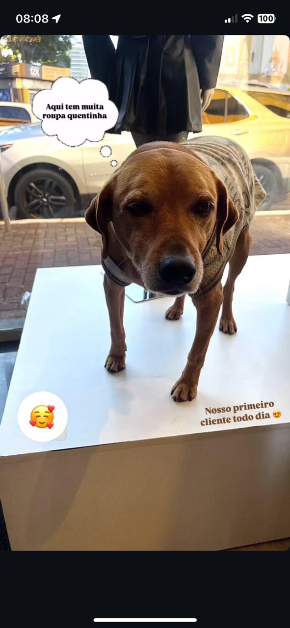 Vira-lata Juca conquista comerciantes e vira xodó no centro de Apucarana (PR)