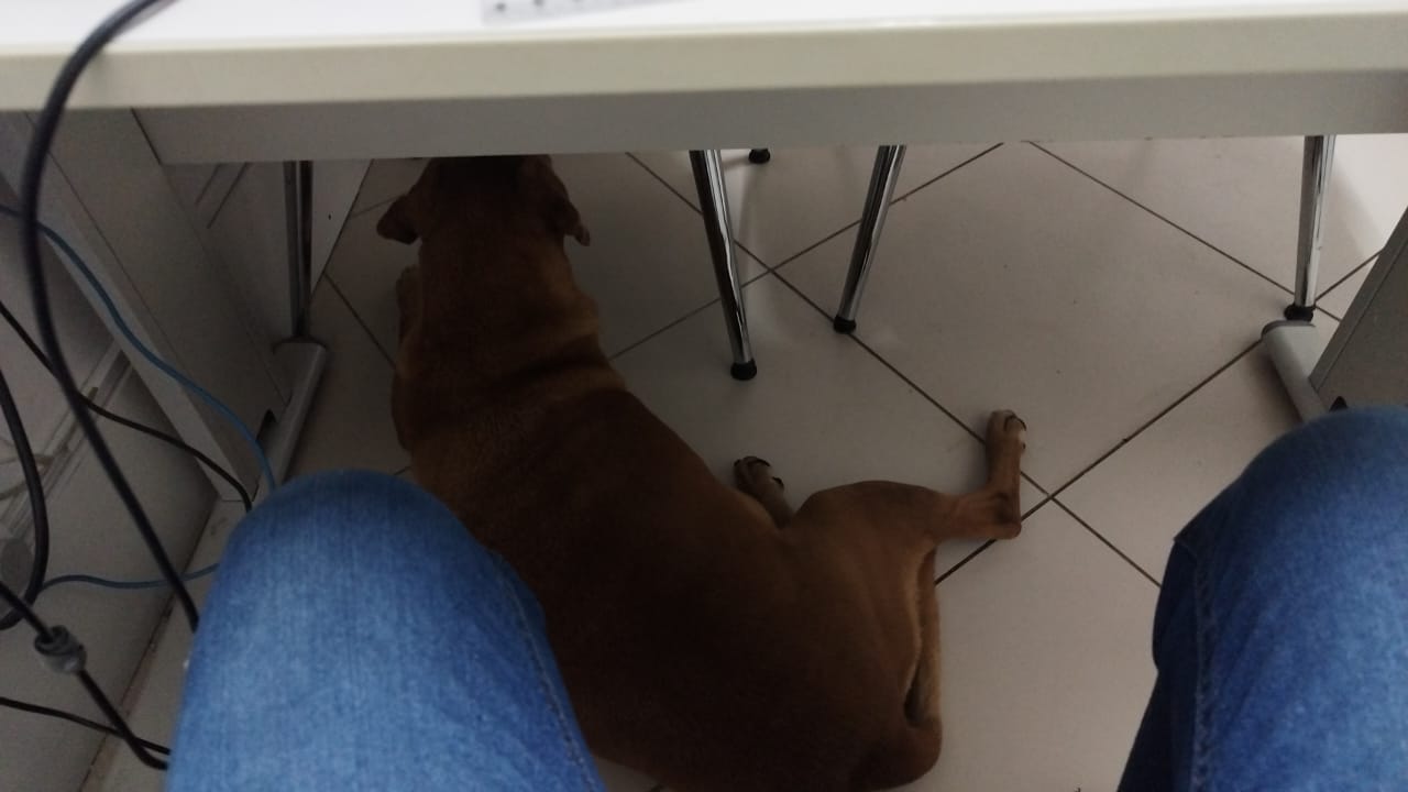 Vira-lata Juca conquista comerciantes e vira xodó no centro de Apucarana (PR)