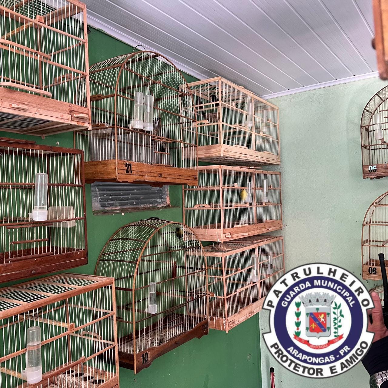 GM resgata 24 aves silvestres mantidas em cativeiro em Arapongas