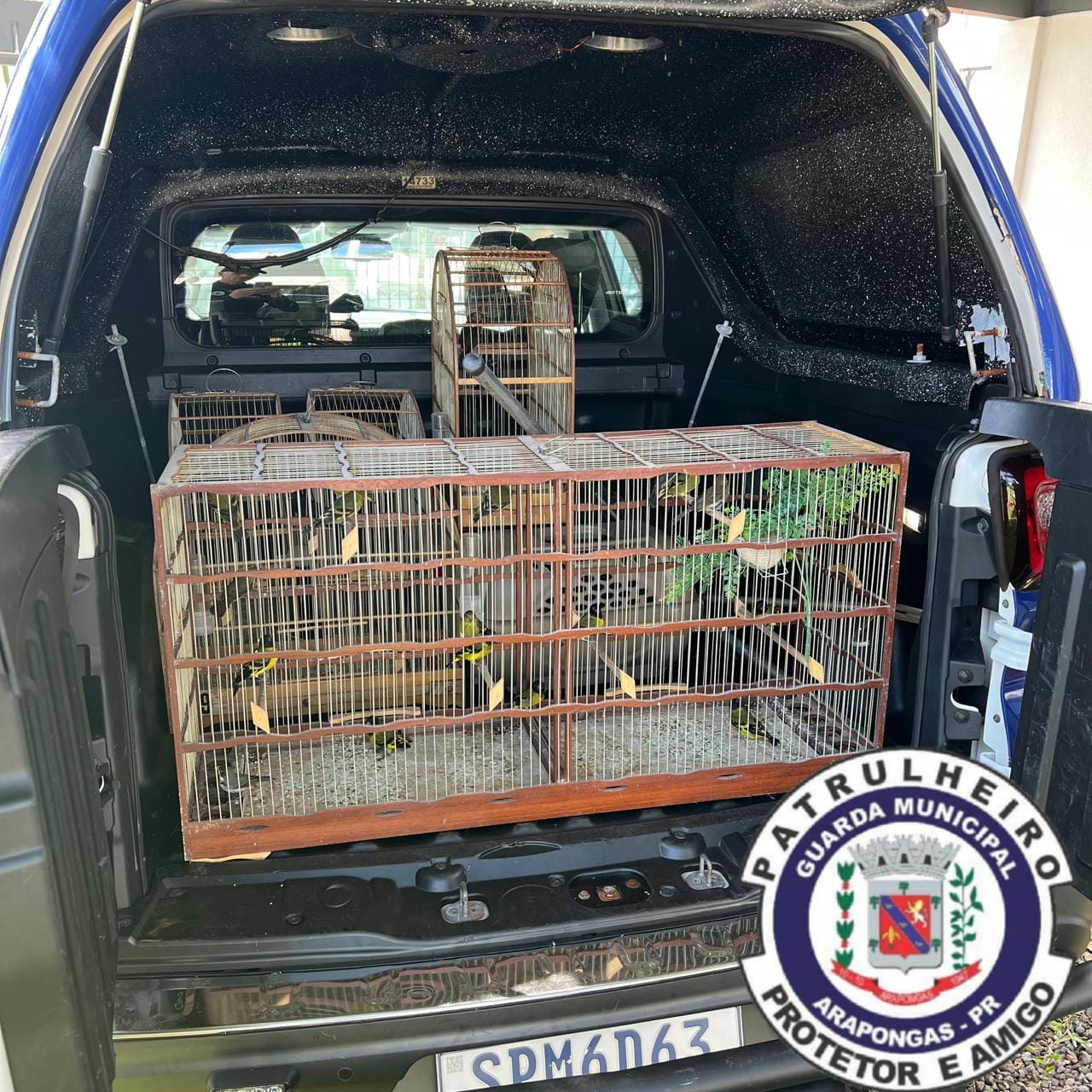 GM resgata 24 aves silvestres mantidas em cativeiro em Arapongas