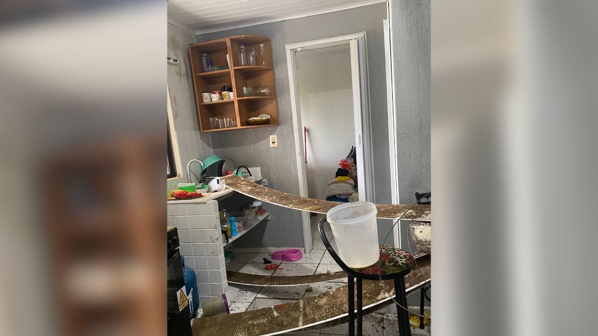 Invasão de macacos obriga moradores a abandonarem casas em SC