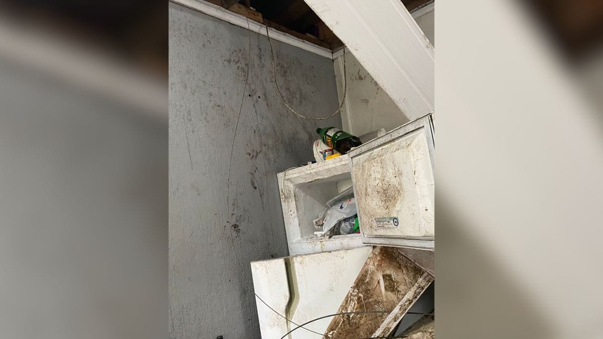 Invasão de macacos obriga moradores a abandonarem casas em SC