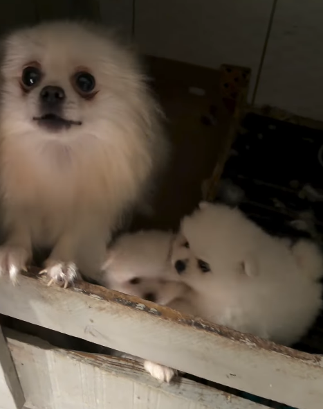 Polícia resgata 39 cães de raça em canil clandestino no Paraná