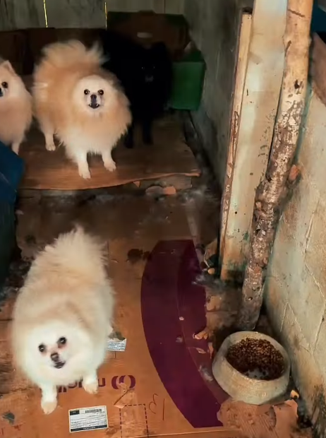 Polícia resgata 39 cães de raça em canil clandestino no Paraná