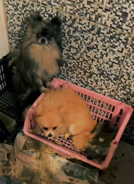 Polícia resgata 39 cães de raça em canil clandestino no Paraná