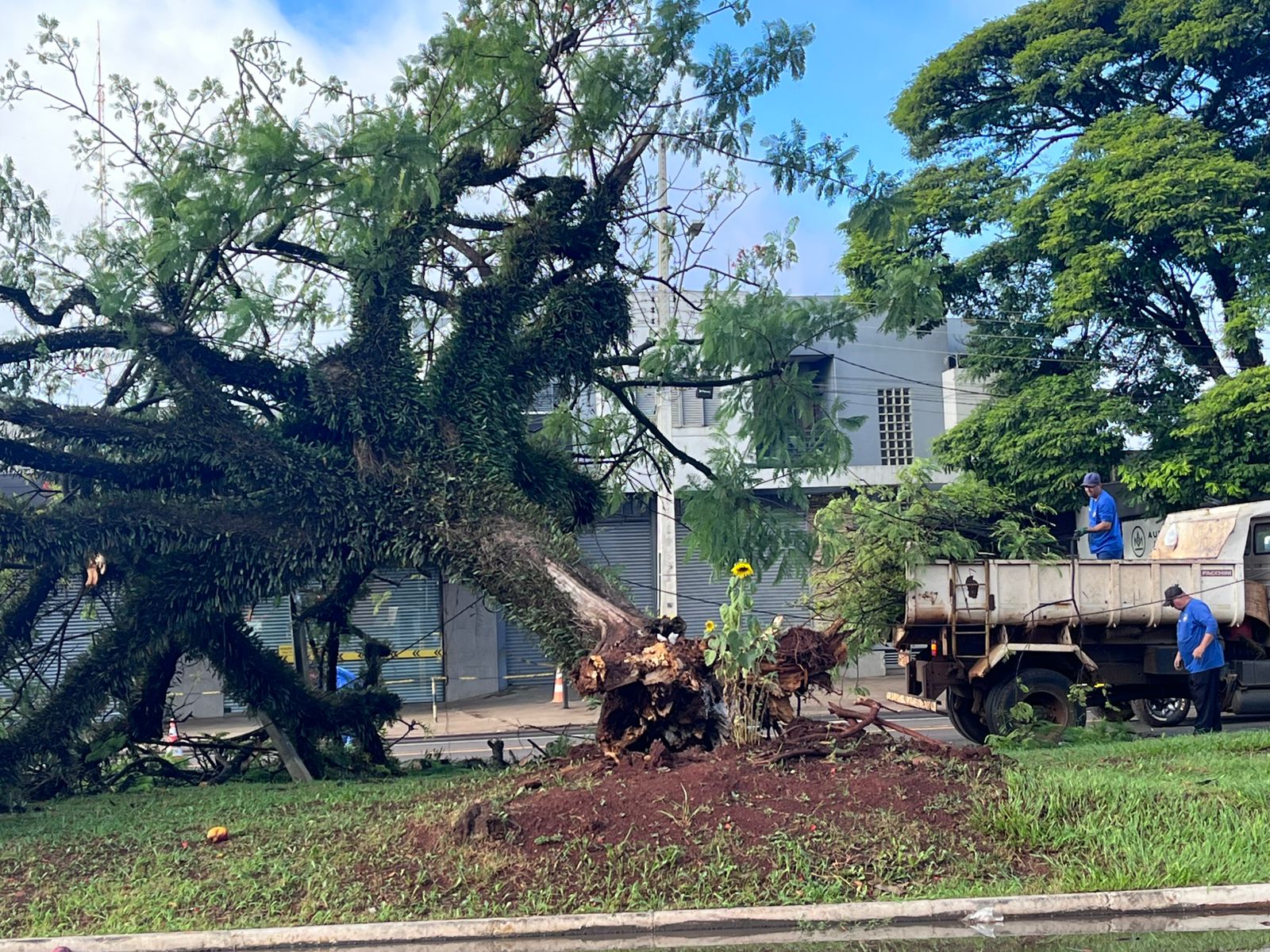 Queda de árvore interdita via e mobiliza equipes na Avenida Minas Gerais