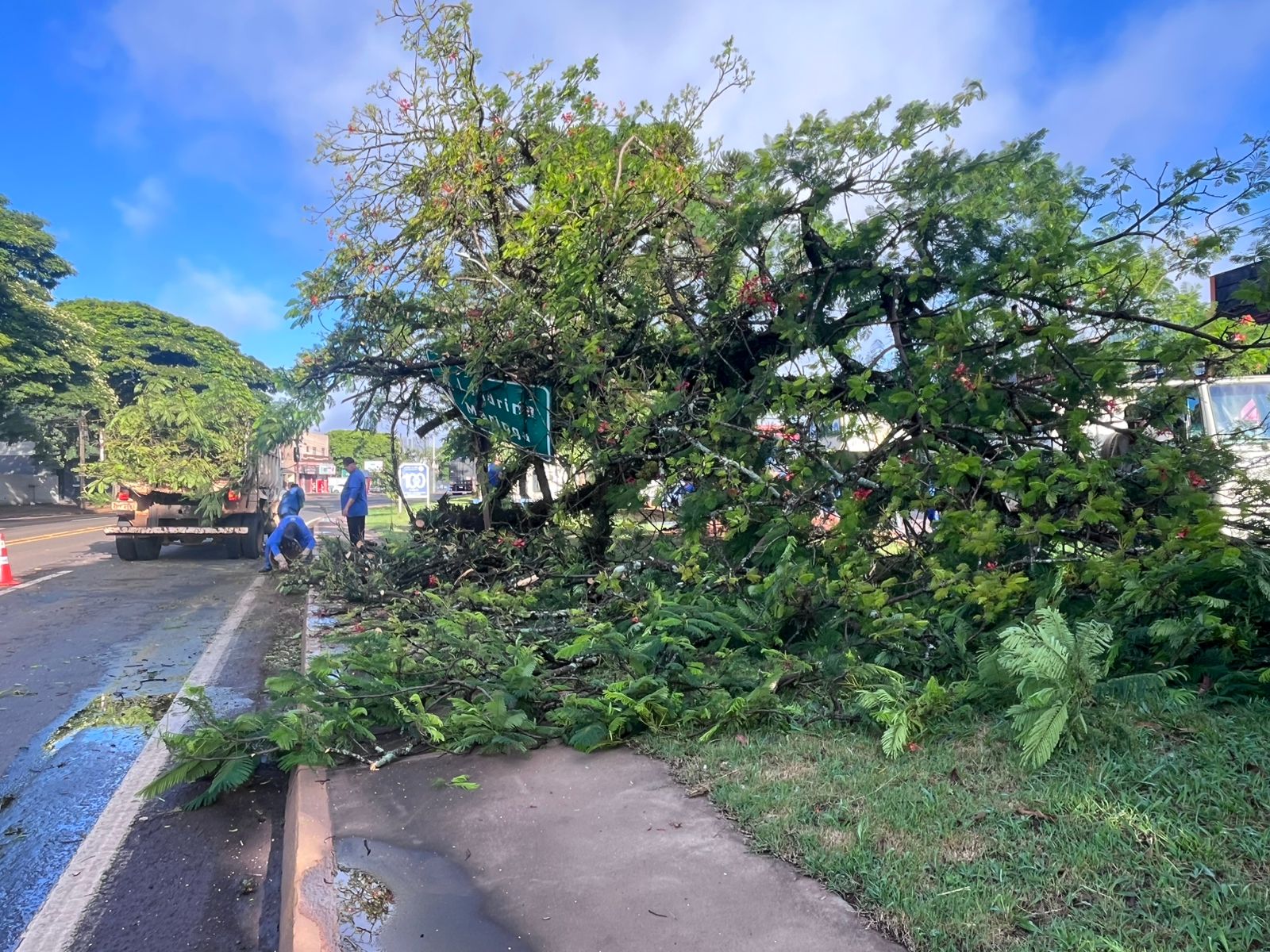 Queda de árvore interdita via e mobiliza equipes na Avenida Minas Gerais