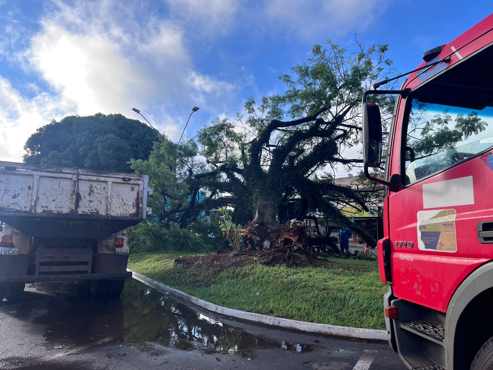 Queda de árvore interdita via e mobiliza equipes na Avenida Minas Gerais