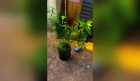 No total foram encontrados 4 pés de maconha