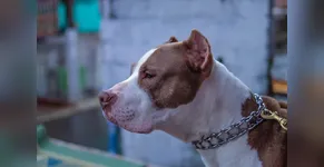 perigo